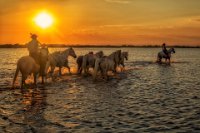 179 - CAMARGUE - GARCIA DOMINIK - france